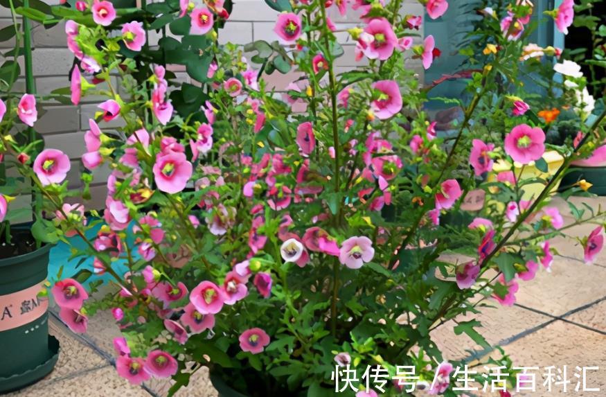 全年|绿化植物之一小木槿,开花堪比机器,好看又好养,全年无休