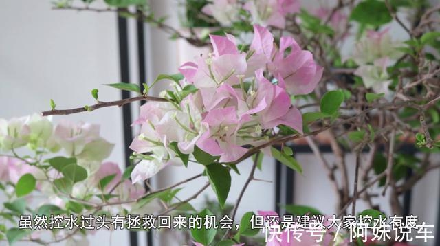 公园地|三角梅控水过头会怎么样?及时做好几点,不仅能避免死亡还能爆盆