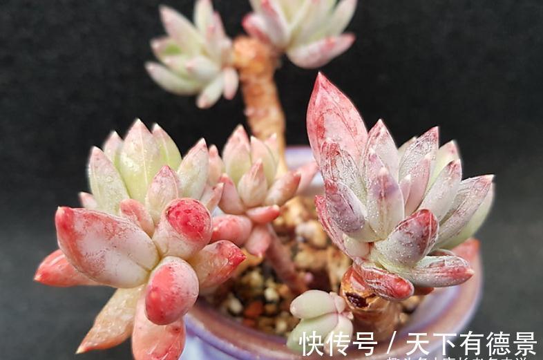 多肉蓝黛莲老桩已送人,但看到极致状态的它这么美,我又养了一棵