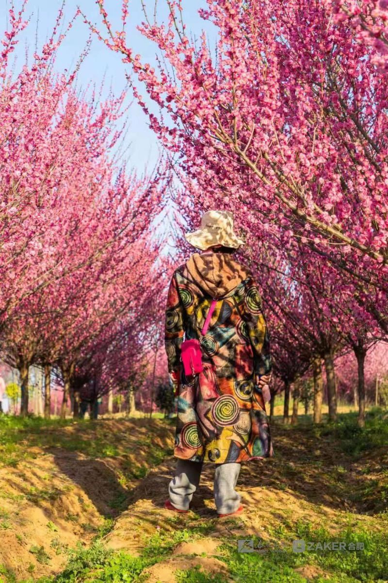 油菜花|早春花红清水湾