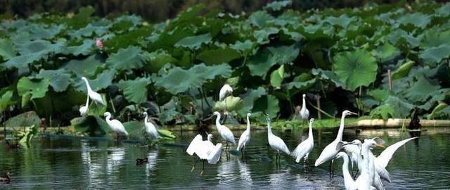 昆明滇池“长腰山”变“水泥山”，滇池保护区密密麻麻违建别墅