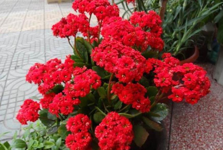 茶花|8月以后，5种花别再修剪了，否则难开花，新手需谨记