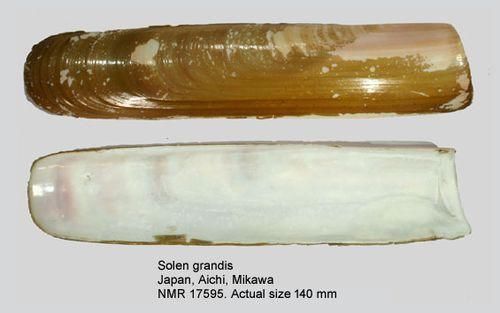 深圳人舌尖上的贝类——绝对不可错过的美食之大竹蛏篇