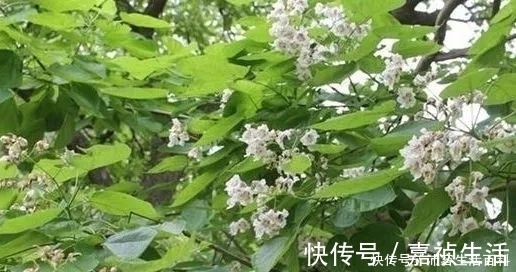 它的树叶可以用来提炼精油，木材比紫檀还值钱，在农村称为黄金树