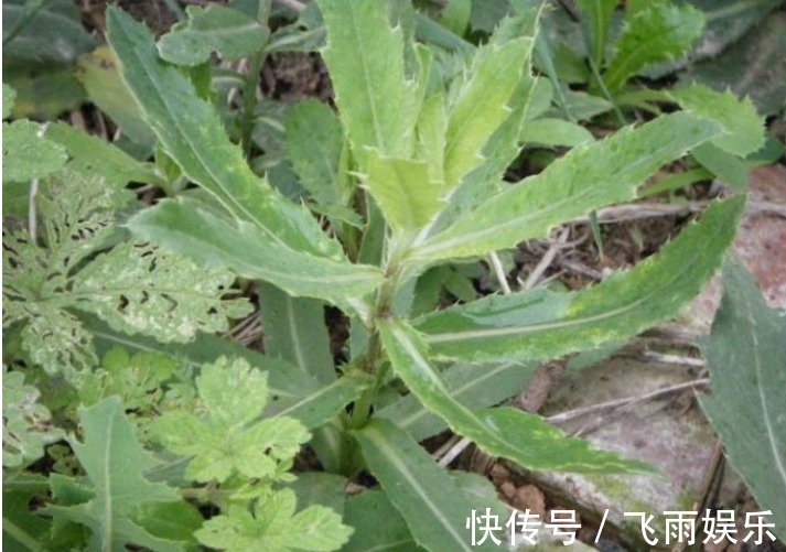 野草|农村无人问津的野草，能清热解毒，止血凉血，降血压，你认识吗