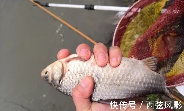 带饵调平水，你得学会这样调才能更准