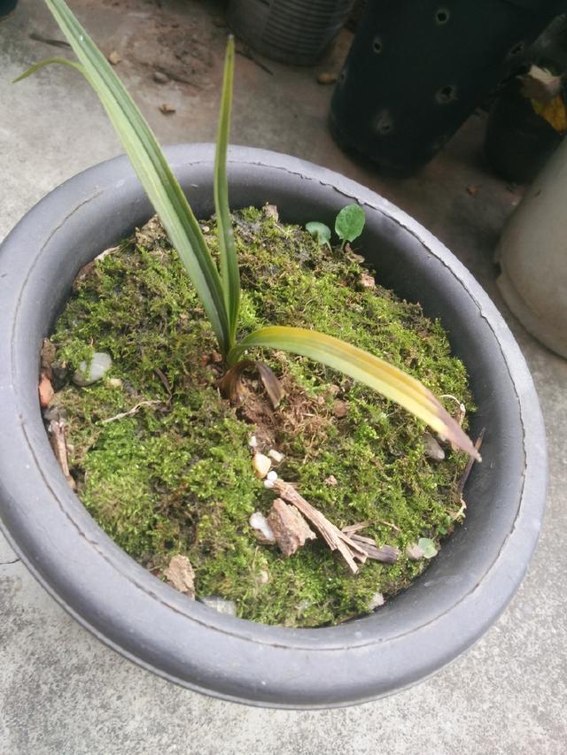怀疑人生了，养护一年的兰花总是僵苗不见长，脱盆以后发现小秘密