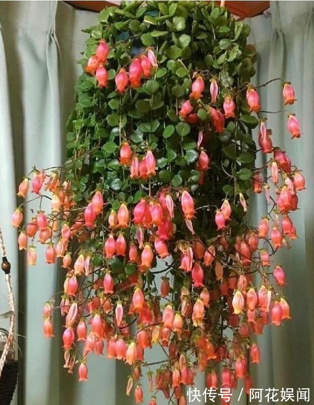 “4种花”吊起来养，漂亮不占地，一次开花300朵，美爆阳台！