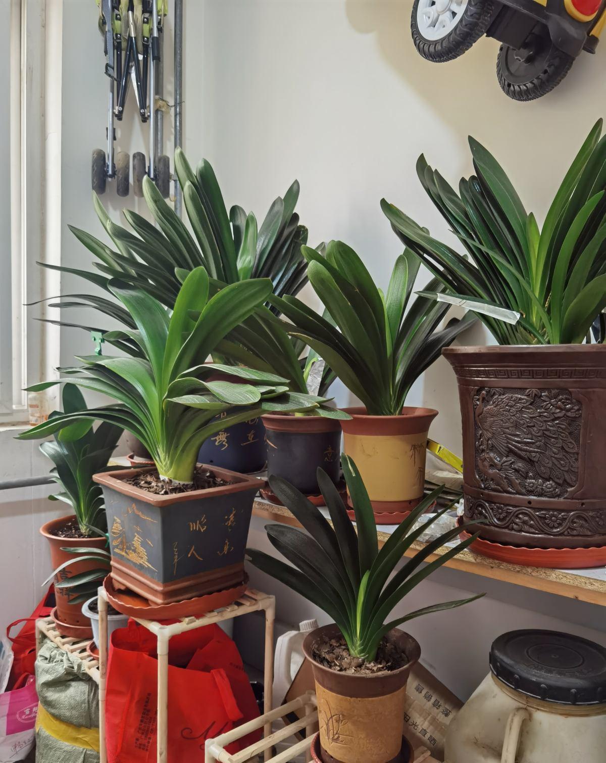 养好君子兰,根本不花钱,找点“废物”浇一浇,长成“极品兰”