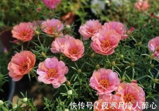 清香木|农历十一月大雪后,养什么花?家里养3种花,喜气盈门如意平安