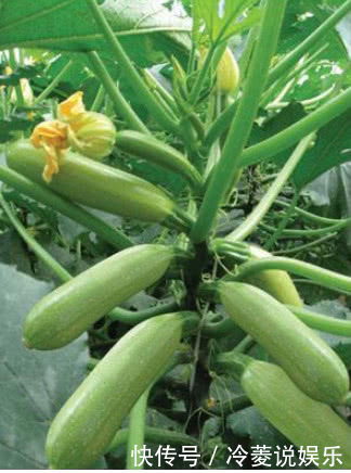 “5种菜”种阳台,漂亮又好养,吃了一茬又一茬,夏天不用出门买