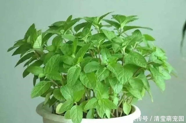 薄荷|家里气味难闻,养3种绿植错不了,家里一整天都香喷喷