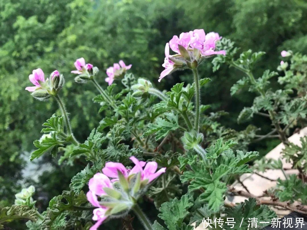 7种花插土里，立马长满院子，蚊虫不敢靠近！