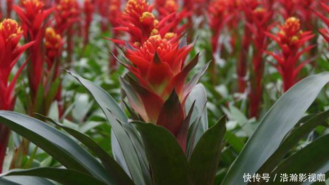 此花是寓意着热情的花，是无数人民内心的希望，是红色的火炬