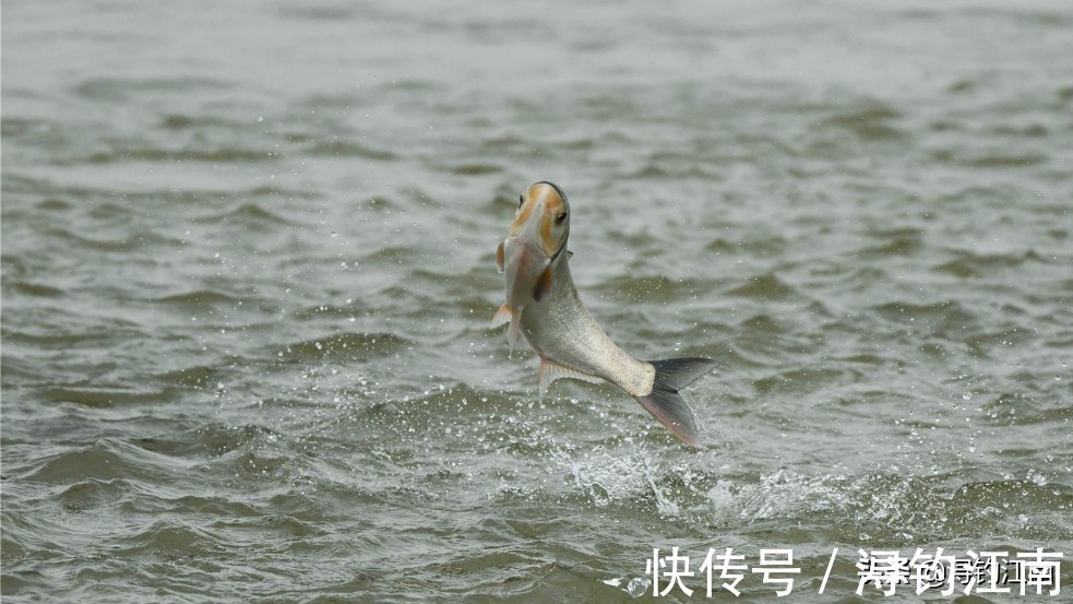 水域|鱼在水面跳,未必很好钓。老司机道出了5点原因,一般人真不知道