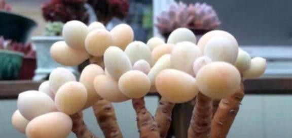 4种多肉是“美人”,虽然是普货,但是好养活,老桩出状态更美!