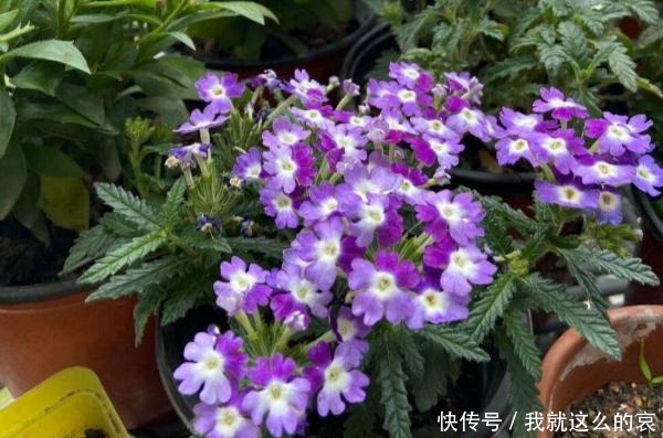 13种适合阳台养的紫色盆栽花,阳台养上几盆,天天“紫气东来”!