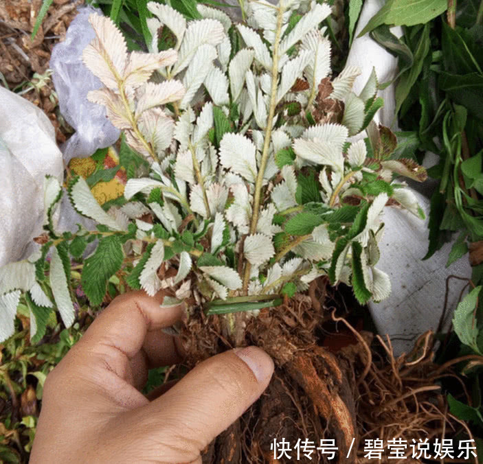 野草|农村一种野草，小时候当成零食吃，如今方知很珍贵，寻找不易