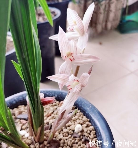 兰草真抗旱，放在老家的兰草，2个月没浇水，叶子依然挺拔