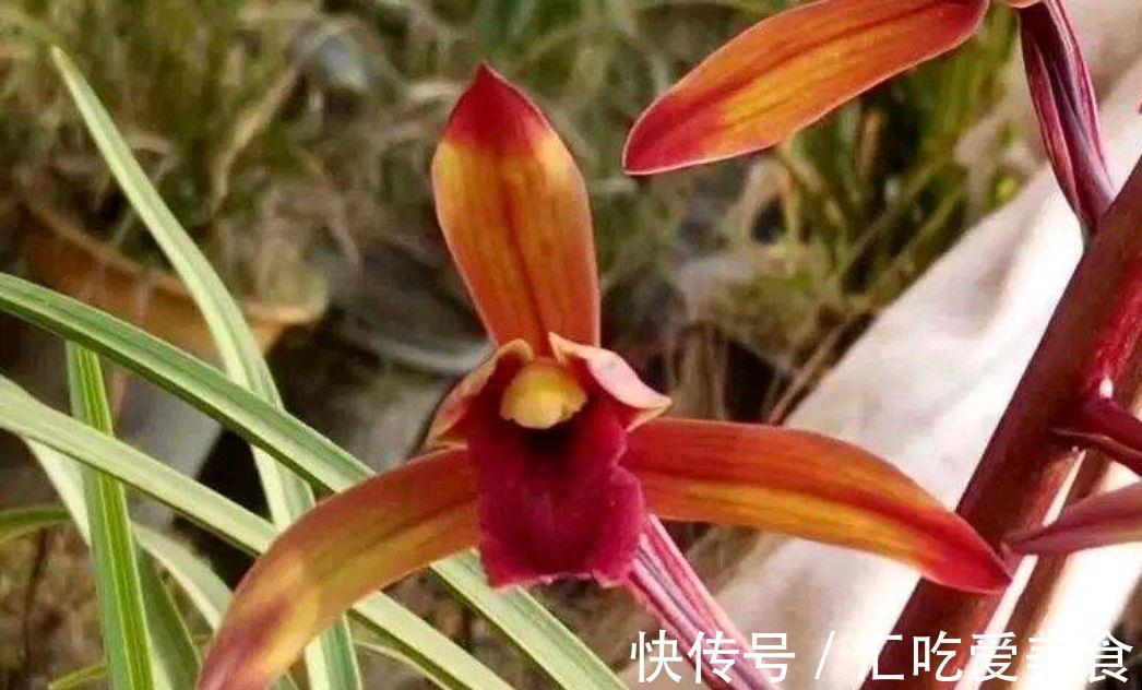 兰花发了芽一直不长，啥原因，咋解决