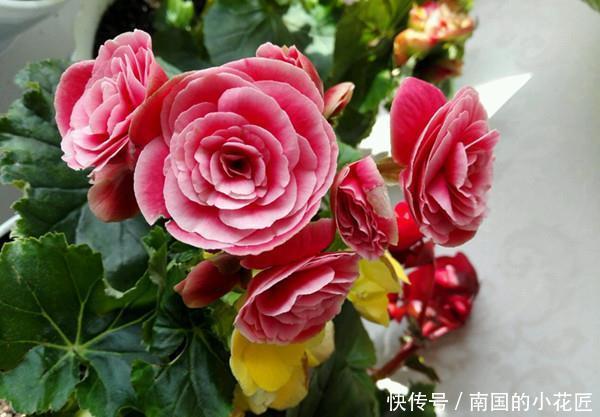 似友 By白花花