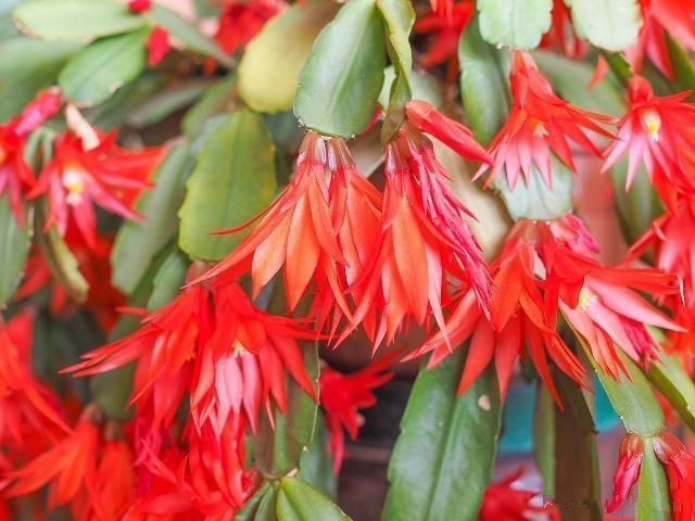 蟹爪兰花开后,做到1点,根系粗壮,来年开花成“花海”