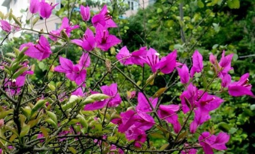 在家养的三角梅迟迟不开花，只需按照以下方法，三角梅花苞挂满枝