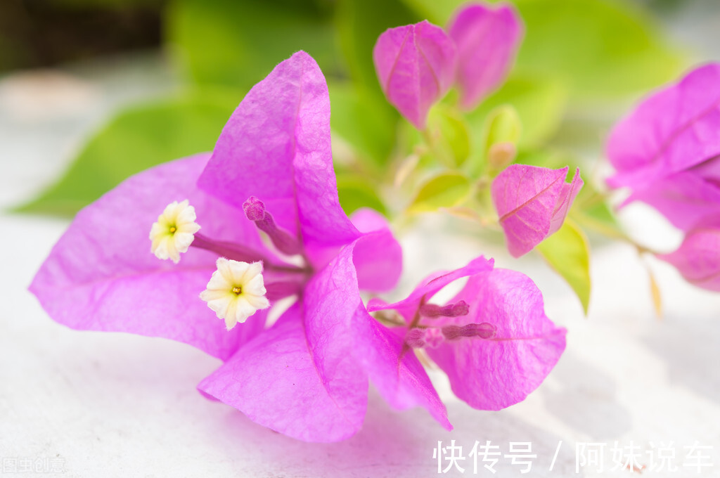 公园地|三角梅控水过头会怎么样?及时做好几点,不仅能避免死亡还能爆盆