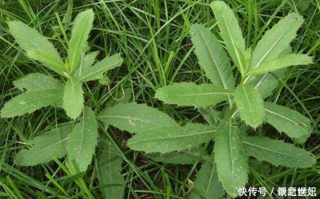 野菜|它被称为“天然抗生素”，农村常见，价值珍贵却惨遭忽视，可惜了