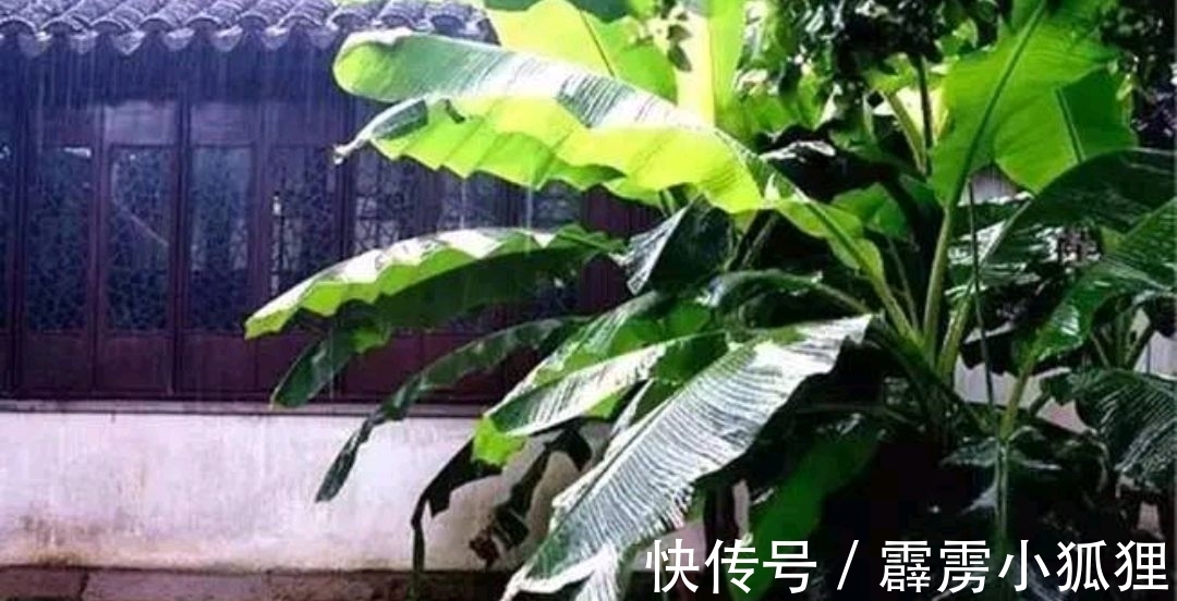 潇洒@张镃《菩萨蛮·芭蕉》,空灵含蓄,意境清幽,给人以意犹未尽之感