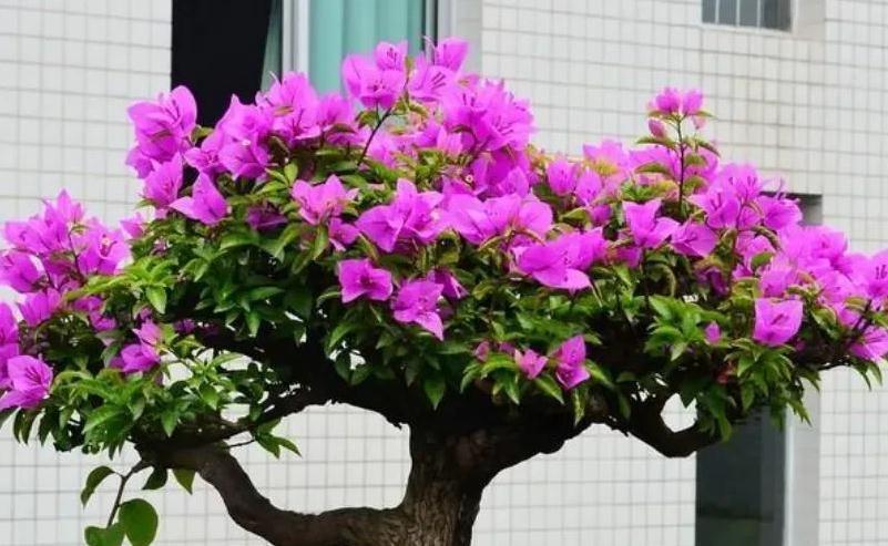 三角梅有6怕，做错了光长叶子不开花，避开了花开满枝