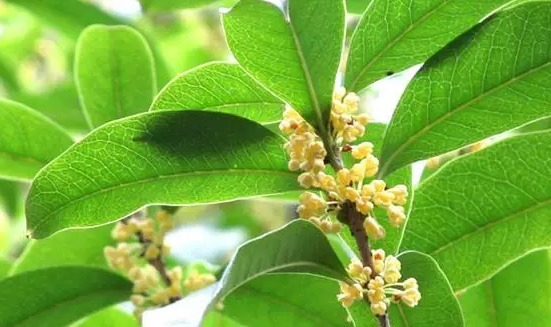 松柳菜松柳菜|女性不愿老太快，适合吃的食物，清热排毒，排毒清脂，好处多多！