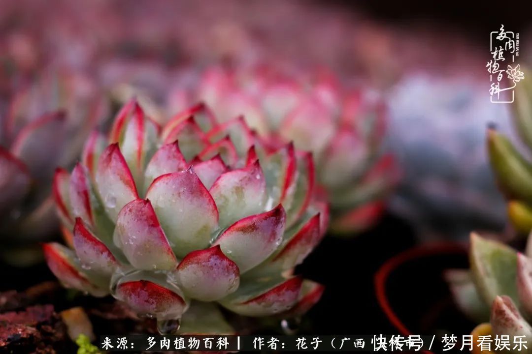 为了爱情|为了爱情来到陌生城市,偶遇多肉,地老天荒的爱恋!