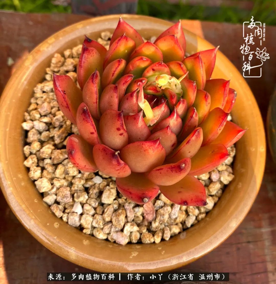 祖上无院家里无矿，一腔浪漫情怀付诸楼顶造花！