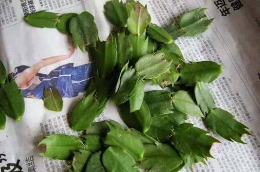 从老妈家揪了一片叶子，一段时间后成这样，阳台都放不下了