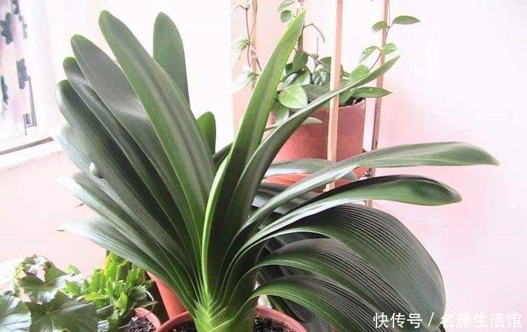 君子兰还不开花,怎么办?用1招,顺利长出14片叶,植株健壮