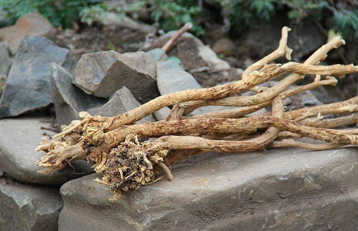 黄芪|黄芪的“铁搭档”,没事泡水放一点,还你“婴儿肝”