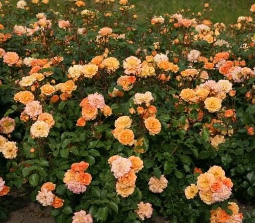 家庭地栽月季,立春前后这么打理,开花越来越多,个大色艳