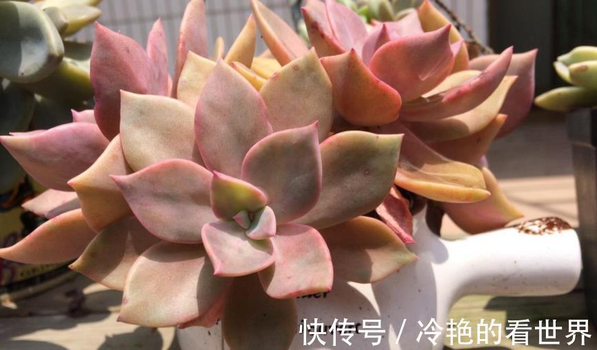 花友们|天热养多肉,抓住3重点,盆栽不患黑腐病招害虫