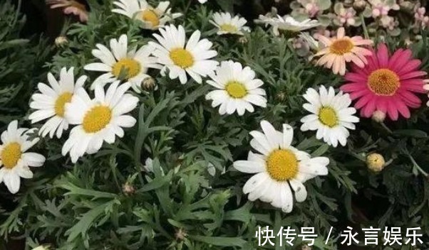 施肥|老辈人传下来的养花谚语,句句如黄金,你还不知道可就亏了