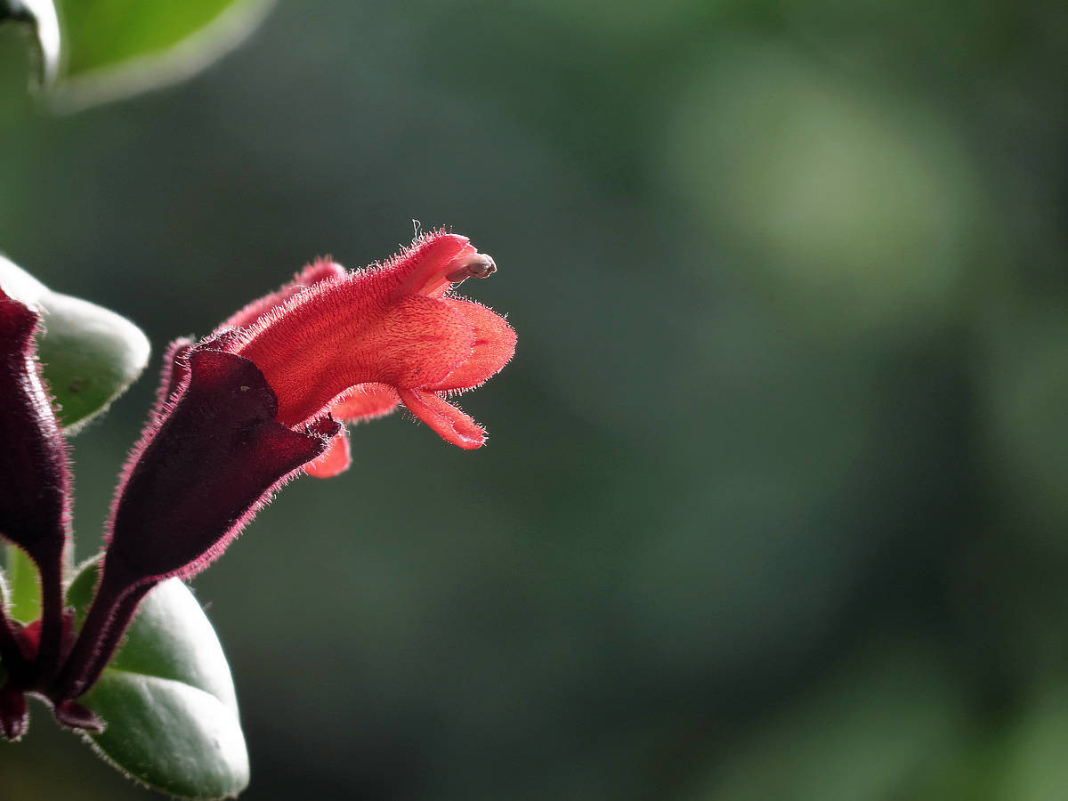 此花犹如女人使用的口红，别有一番风味，代表花美一时，你美一世