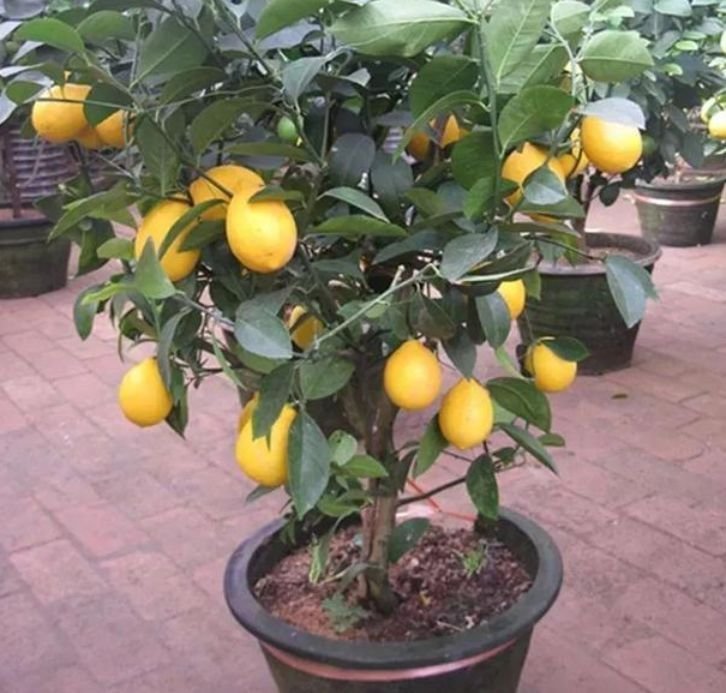 家养此款花卉，花大色艳胜玫瑰，花香四溢飘满屋，美爆了