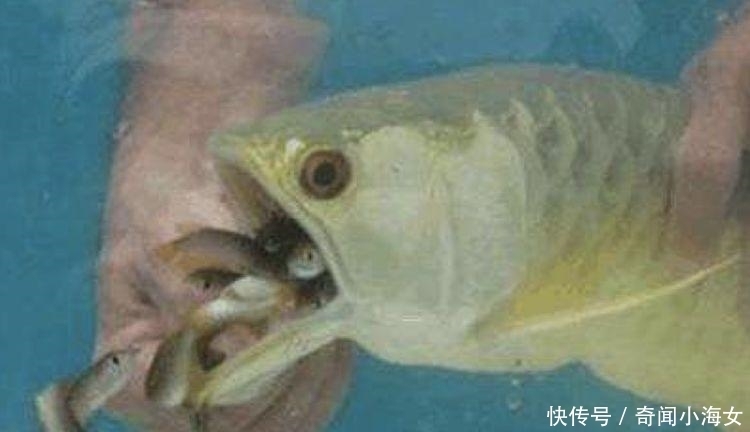 钱包|男子高价买了一条“金龙鱼”, 本来还很心疼钱包, 掰开嘴一看瞬间笑翻了!