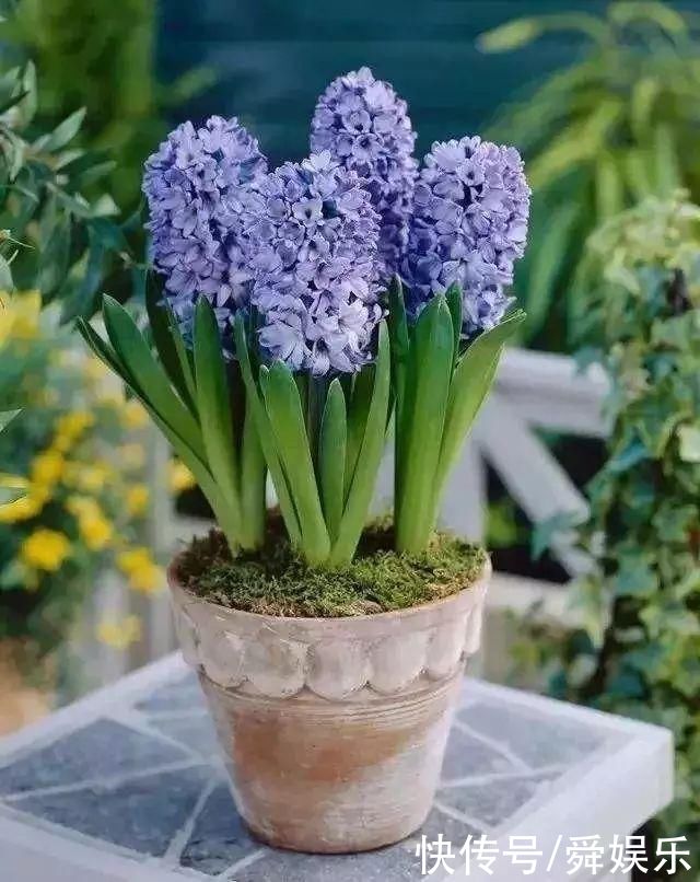 风信子开完花不要扔，这么做来年照样开花