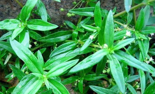 癌症|癌症“特效草”找到了,野外“随处可见”,治癌防癌赶快吃起来