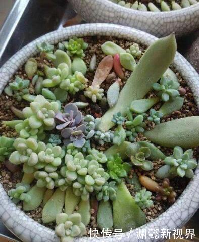 多肉植物|多肉叶插,记住3个小诀窍,生根发芽快,一棵变10棵,一盆变多盆