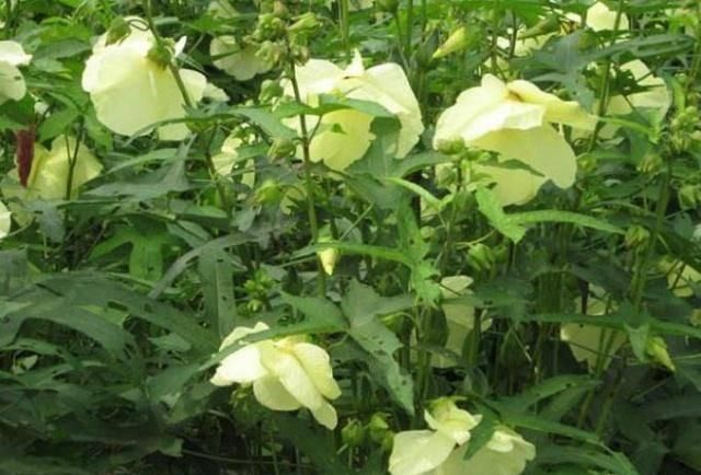 氨基酸|山上一野菜,价格比牛肉贵,曾被吃到濒临绝种,若您看到请珍惜