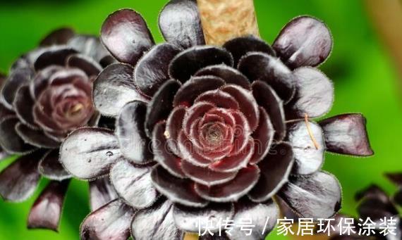 多肉植物|想让多肉植物快速变成“肉丸子”，记住一句口诀就可以，抓紧时间