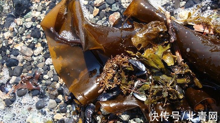 海带|癌症、血栓都“怕”这菜！软坚散结、利水消肿，或可辅助防肿瘤，但这些人群不能吃