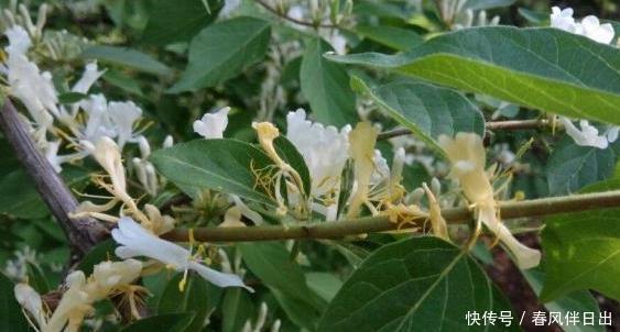 六道木|这“3种树”可了不起,比花要美,比5号香水要好闻,养1盆赚大了